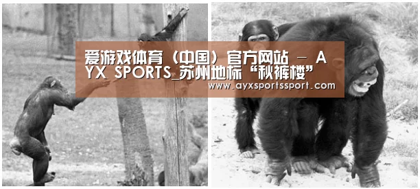 爱游戏体育（中国）官方网站 - AYX SPORTS下载